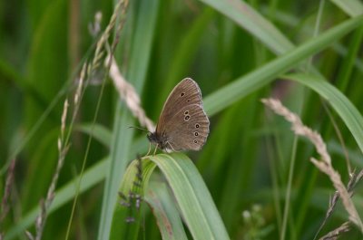 Ringlet  Luktgrsfjril  (Aphantopus hyperantus)