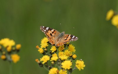 Painted Lady  Tistelfjril  (Vanessa cardui)