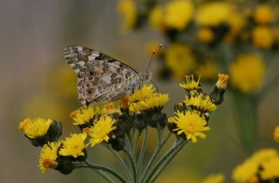 Painted Lady  Tistelfjril  (Vanessa cardui)