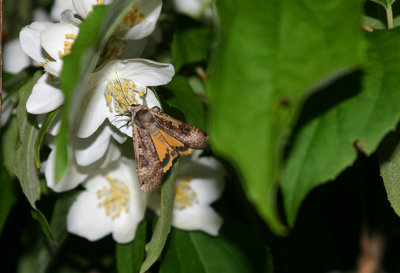 Lesser Yellow Underwing  Leverbrunt bandfly  (Noctue orbona)?