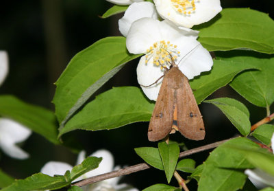 Large Yellow Underwing  Allmnt bandfly  (Noctua pronuba)