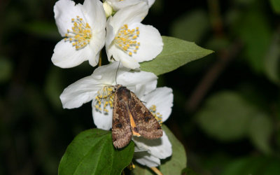 Lesser Yellow Underwing  Leverbrunt bandfly  (Noctue orbona)?