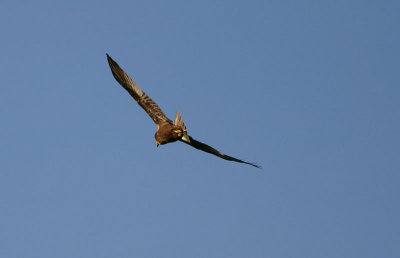 Western Marsh Harrier  Brun krrhk  (Circus aeruginosus)