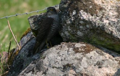 Eurasian Sparrowhawk  Sparvhk  (Accipiter nisus)