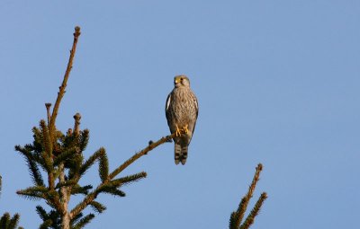 Common Kestrel  Tornfalk  (Falco tinnunculus)
