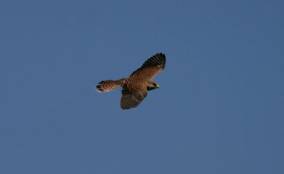 Common Kestrel  Tornfalk  (Falco tinnunculus)