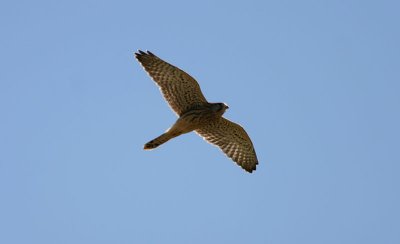 Common Kestrel  Tornfalk  (Falco tinnunculus)