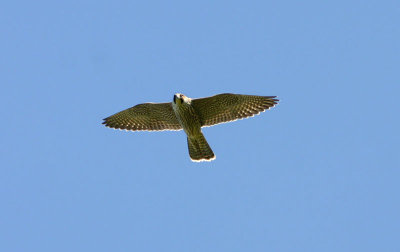 Peregrine Facon  Pilgrimsfalk  (Falco peregrinus) 2007