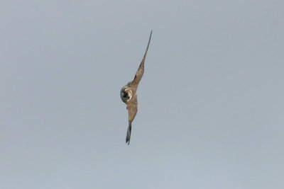 Peregrine Falcon  Pilgrimsfalk  (Falco peregrinus) 2007