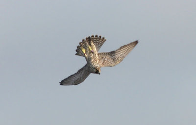 Peregrine Falcon  Pilgrimsfalk  (Falco peregrinus) 2007