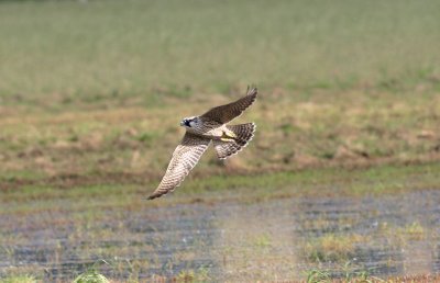 Peregrine Falcon  Pilgrimsfalk  (Falco peregrinus) 2007