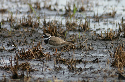 Common Ringed Plover  Strre strandpipare  (Charadrius hiaticula)