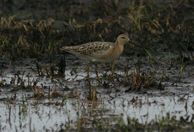 Ruff  Brushane  (Philomachus pugnax)