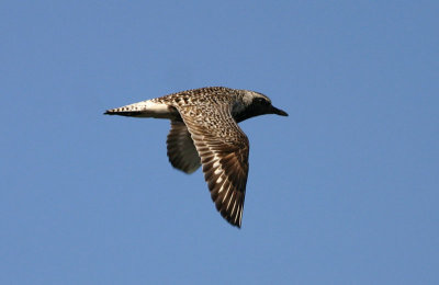 Grey Plover  Kustpipare  (Pluvialis squatarola) 2007