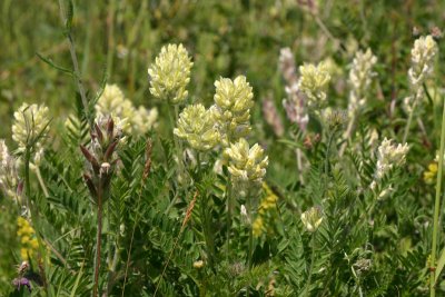 Luddvedel  (Oxytropis pilosa)