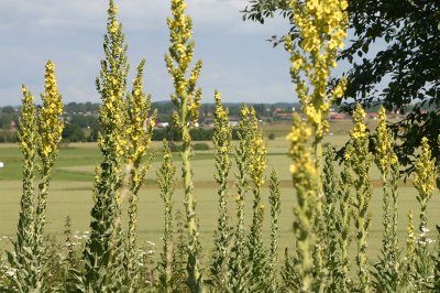 Kungsljus  (Verbascum thapsus)