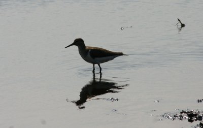 Common Sandpiper  Drillsnppa  (Actitis hypoleucos)