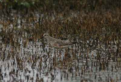 Curlew Sandpiper  Spovsnppa  (Calidris ferruginea) 2007
