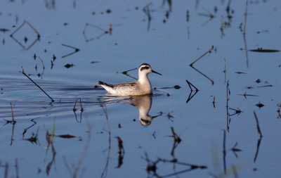 Red-necked Phalarope  Smalnbbad simsnppa  (Phalaropus lobatus) 2007