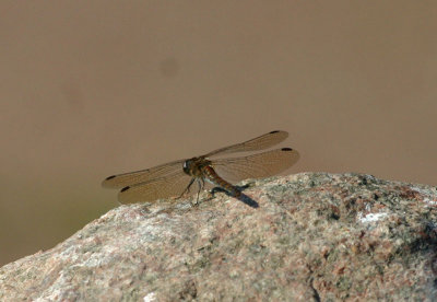 Strre ngstrollslnda   Sympetrum striolatum