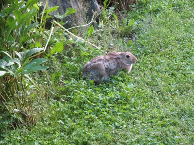 wild bunny in garden