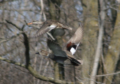 Gadwall pair