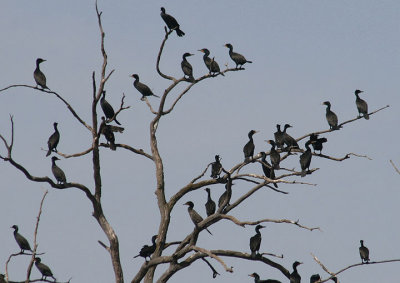 Double-crested Cormorants; breeding