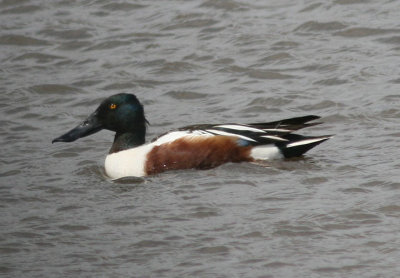 Northern Shoveler; male