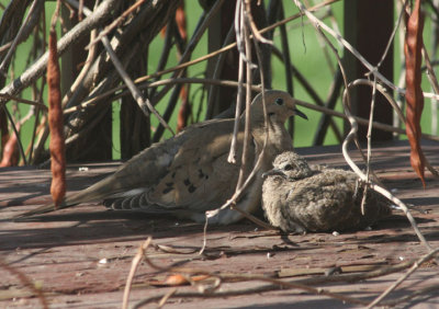 Mourning Doves; juvenile with adult