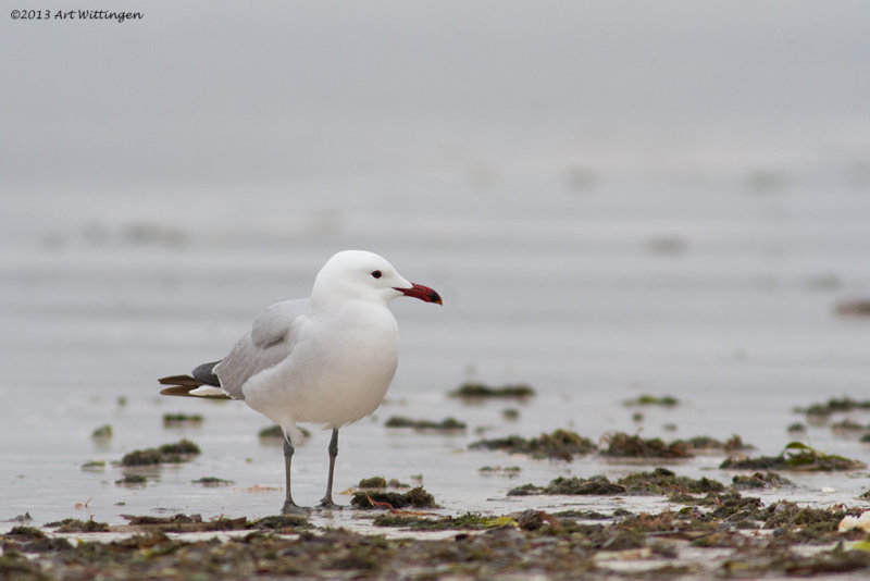 Larus audouinii / Audouins Meeuw / Audouins Gull