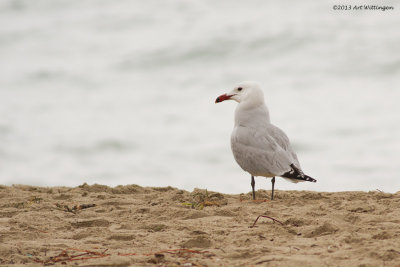 Larus audouinii / Audouins Meeuw / Audouin's Gull