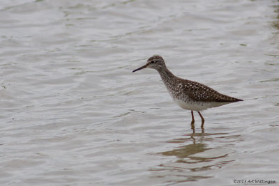 Tringa Glareola / Bosruiter / Wood Sandpiper 