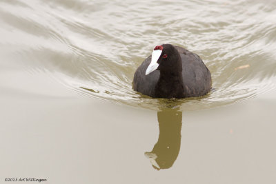 Fulica Cristata / Knobbelmeerkoet / Red-knobbed Coot