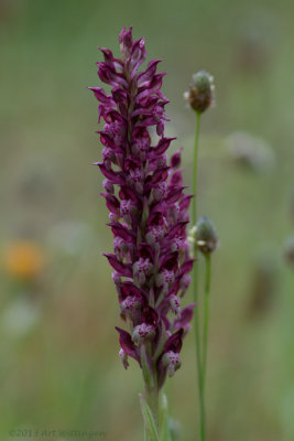 Anacamptis coriophora subsp. fragrans