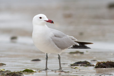 Larus audouinii / Audouins Meeuw / Audouin's Gull