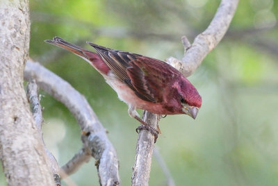 Purple-Finch-62519.jpg