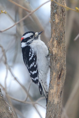 Downy-Woodpecker-61723.jpg