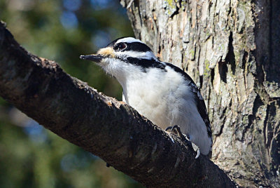 Hairy-Woodpecker-61809.jpg