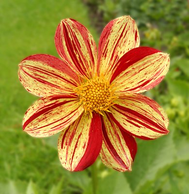 striped dahlia