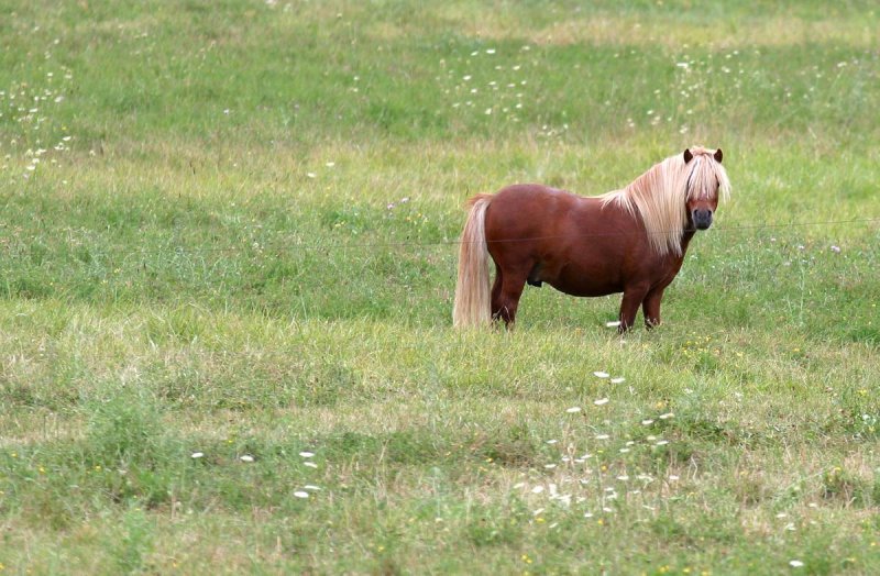 Horses07-img_0900_std.jpg
