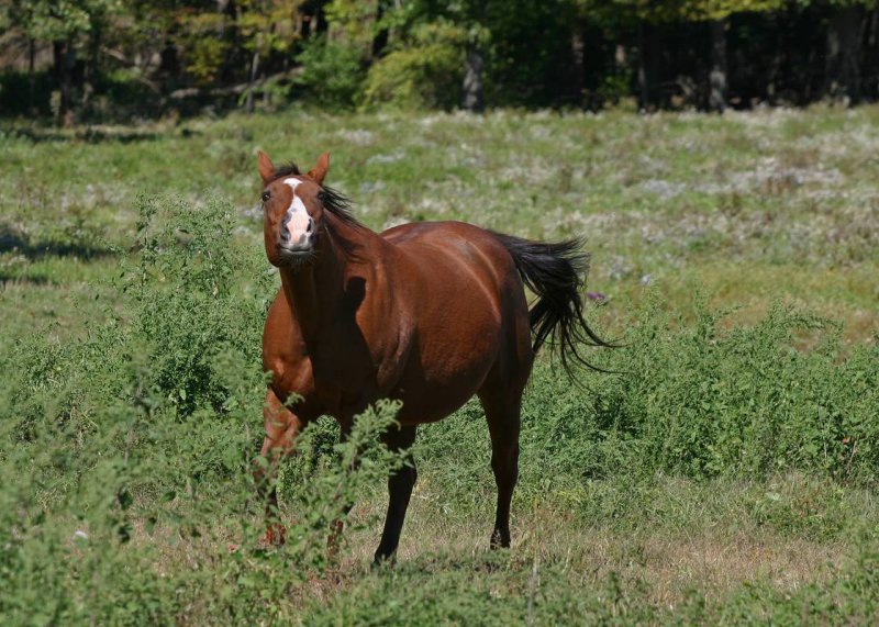 Horses08-img_1587_std.jpg