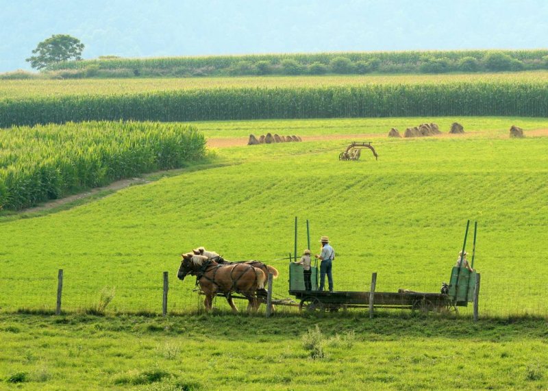 Horses16-img_5807-c_std.jpg