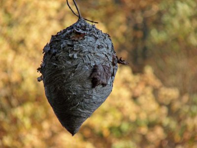 Bee hive at the edge of the woods