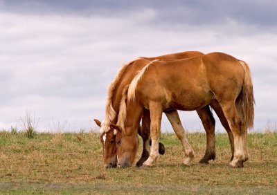 Horses01-crw_0954_std.jpg