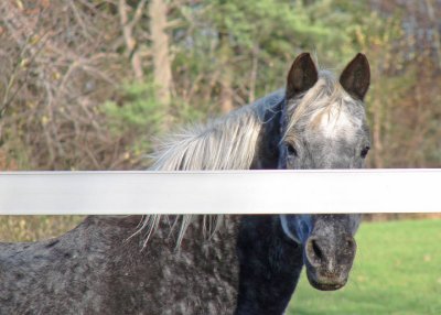 Horses05-dsc02292_std.jpg