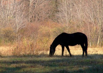 Horses06-dsc02295_std.jpg