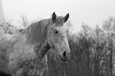 Horses09-img_4502-bw_std.jpg