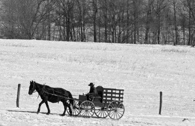 Horses12-img_4459-bw_std.jpg