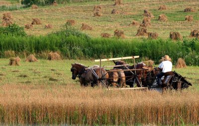 Horses14-img_5419b_std.jpg