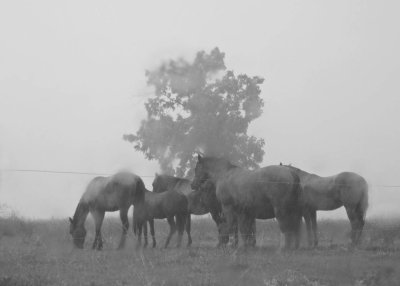 Horses in a downpour, Lebanon County, PA
